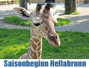 Saisonstart Tierpark Hellabrunn 2011 Humboldtpinguine bezogen eine neue Südamerika-Landschaft und das Giraffenbaby ist auch zu sehen. Fotos & Video (©Foto: MartiN Schmitz)